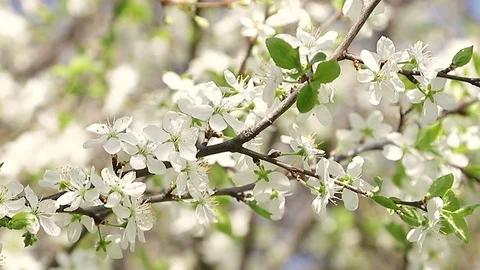 Close-up of cherry blossom in spring garden. Slow motion. Stock Footage 107862227