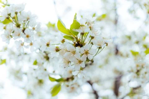 Close-up of a cherry blossom in spring Stock Photos