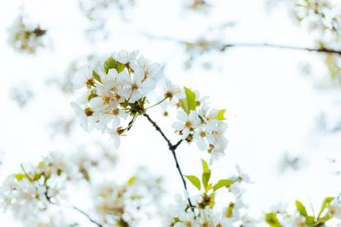 Close-up of a cherry blossom in spring Stock Photos