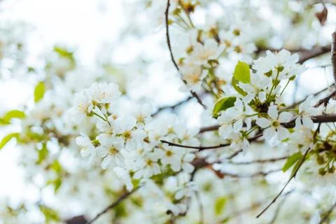 Close-up of a cherry blossom in spring Stock Photos