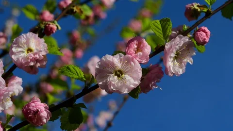 Close up of cherry blossom at springtime Stock Footage 127690988