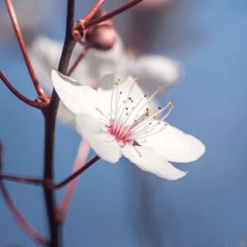 Close up of cherry blossom in springtime, Foto stock