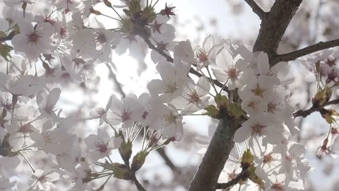 Close up cherry blossom with sunlight Stock Footage 100880651