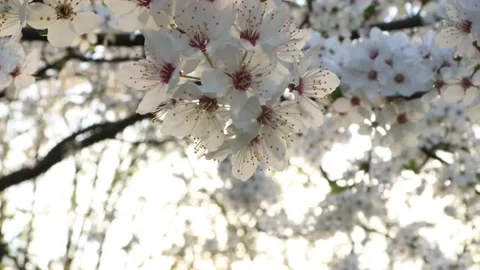 Close-up of Cherry blossom in Tokyo, Japan 스톡 동영상 130271753
