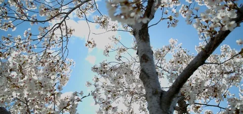 Close Up Cherry Blossom Tree Against Blue Sky &amp; Clouds Видео 109493653