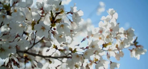 Close Up Cherry Blossom Tree Against Blue Sky, Lens Flare Stock Footage 109493657