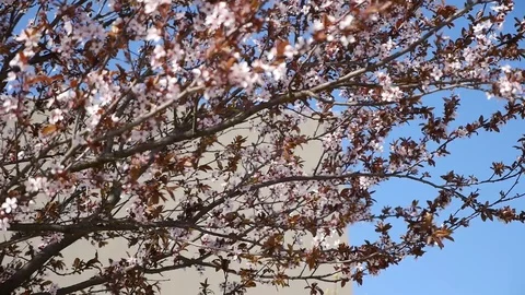 Close up of cherry blossom tree and flowers Stock Footage 88597908