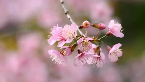Close-up Cherry Blossom Tree Beautiful spring Shallow depth of field blurry.. Stock Footage 272452643
