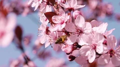 Close-up Cherry Blossom Tree Beautiful spring Shallow depth of field blurry.. Stock Footage 272452670