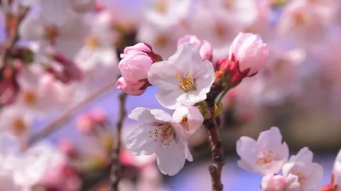 Close-up Cherry Blossom Tree Beautiful spring Shallow depth of field blurry.. Stock Footage 272452819