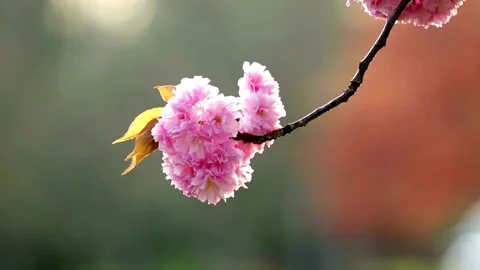 Close-up Cherry Blossom Tree Beautiful spring Shallow depth of field blurry.. Stock Footage 272452835