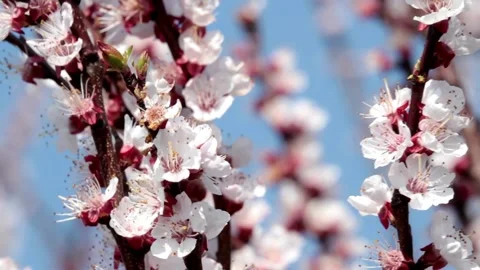Close-up Cherry Blossom Tree Beautiful spring Shallow depth of field blurry.. Stock Footage 272452892