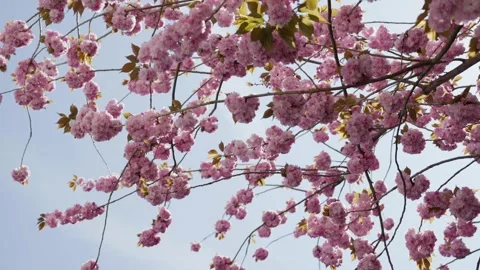Close up of a cherry blossom tree in Bonn, Germany Stock Footage 155470744