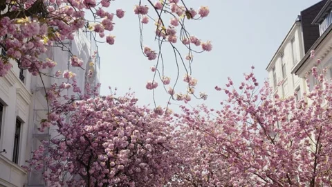 Close up of cherry blossom tree in the middle of the city in Bonn, Germany Stock Footage 155616346