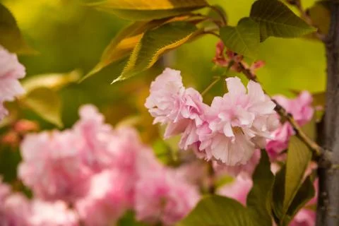 Close up of Cherry blossom tree or Sakura flower tree blossom in Herastrau park Stock Photos