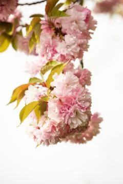 Close up of Cherry blossom tree or Sakura flower tree blossom in Herastrau park Stock Photos