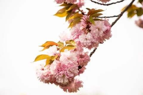 Close up of Cherry blossom tree or Sakura flower tree blossom in Herastrau park Stock Photos