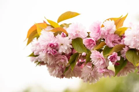 Close up of Cherry blossom tree or Sakura flower tree blossom in Herastrau park Stock Photos