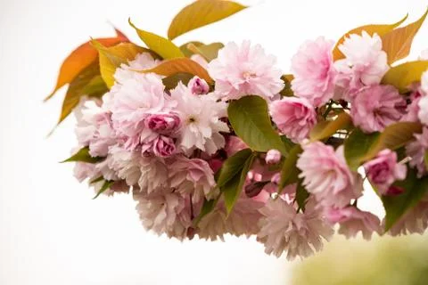 Close up of Cherry blossom tree or Sakura flower tree blossom in Herastrau park Stock Photos
