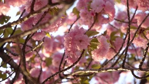 Close Up of Cherry Blossom Tree Pink Flower in Washington DC Camera Spins i.. Stock Footage 336593301