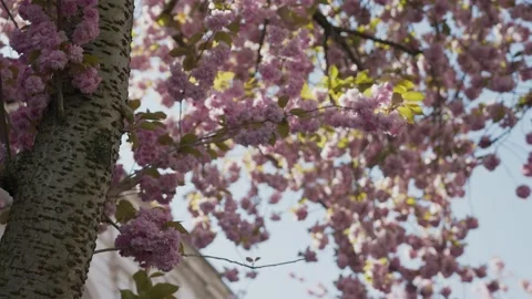 Close up of cherry blossom tree in the street in Bonn, Germany Stock Footage 155470619