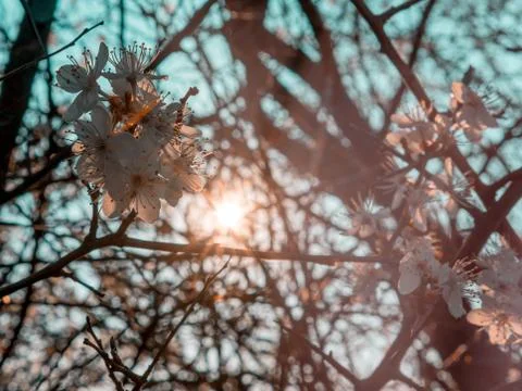 Close-up of a cherry blossom tree in sunlight Stock Photos