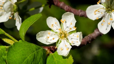 Close-up:  Cherry blossom with white petals, macro. Stock Footage 89775255