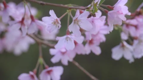 Close up of cherry blossoms in the afternoon sunlight Stock Footage 162814043