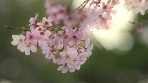 Close up of cherry blossoms in the afternoon sunlight Vidéo 162814252