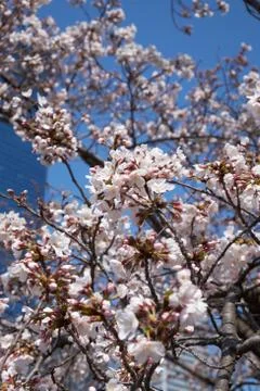 Close up of cherry blossoms almost at full bloom Stock Photos