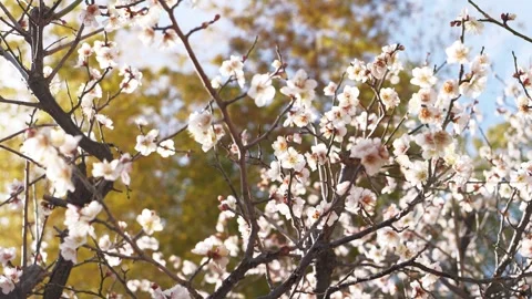 Close-up of Cherry Blossoms Bathed in Soft Light, Spring Pink Background Stock Footage 329108948