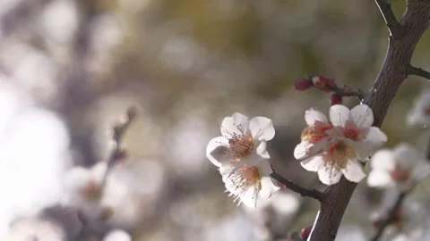 Close-up of Cherry Blossoms Bathed in Soft Light, Spring Pink Background 스톡 동영상 329222768