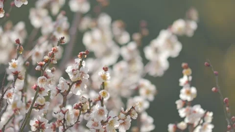 Close-up of Cherry Blossoms Bathed in Soft Light, Spring Pink Background 스톡 동영상 329552263
