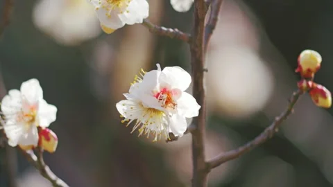 Close-up of Cherry Blossoms Bathed in Soft Light, Spring Pink Background 스톡 동영상 329552542