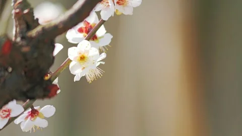 Close-up of Cherry Blossoms Bathed in Soft Light, Spring Pink Background Stock Footage 329552610