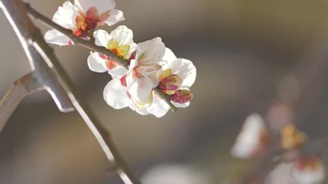 Close-up of Cherry Blossoms Bathed in Soft Light, Spring Pink Background Stock Footage 329658013
