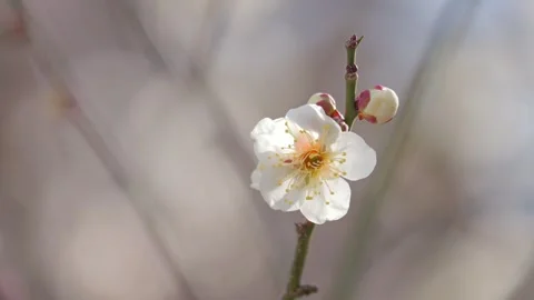 Close-up of Cherry Blossoms Bathed in Soft Light, Spring Pink Background 動画素材 329658058