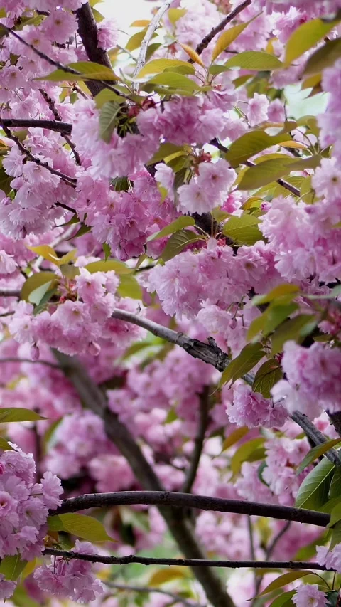 Close-up, cherry blossoms. Beautiful, delicate pink flowers on the tree. Video stock 318249237
