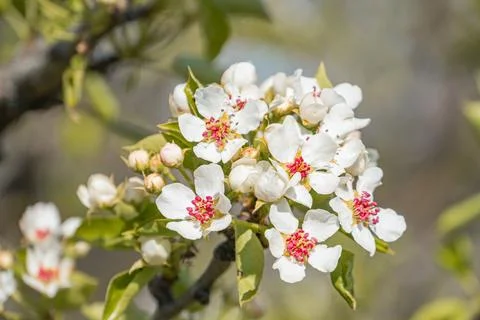 Close-up of cherry blossoms in bloom, clustered with different stages of open Stock Photos