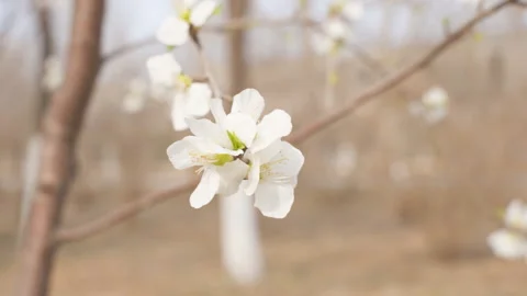 Close up of cherry blossoms blooming in spring Stock Footage 239891262