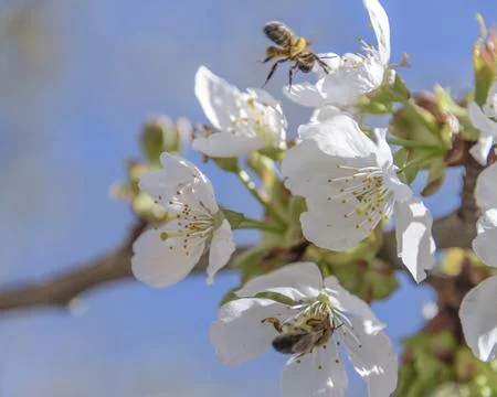 Close-up of cherry blossoms on blue sky background. Stock Photos