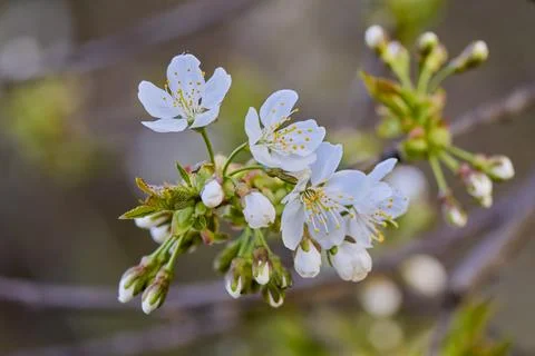 Close up of cherry blossoms in blurred background Stock Photos