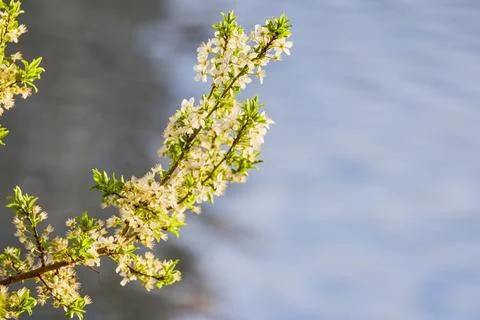 Close up of cherry blossoms in blurred background Stock Photos