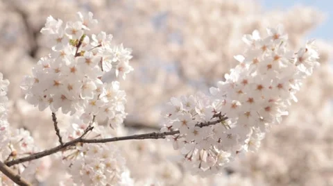 Close up of cherry blossoms fluttering in the wind, Tokyo, Japan Stock Footage 49320083