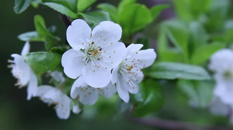 Close up cherry blossoms 動画素材 35652298