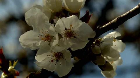 Close up of cherry blossoms Stock Footage 130511974