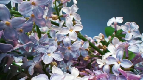 Close up of cherry blossoms Stock Footage 148895872