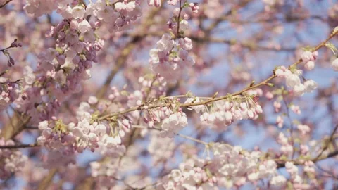 Close up of cherry blossoms Stock Footage 150918237