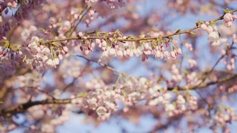 Close up of cherry blossoms Stock Footage 150918268