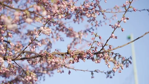 Close up of cherry blossoms Stock Footage 150918293
